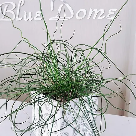 Aparthotel Blue Dome La Canea